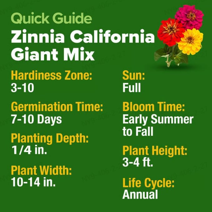 🔥Zinnia Seeds - Pure Seeds - No Filler - Heirloom Flower Seeds